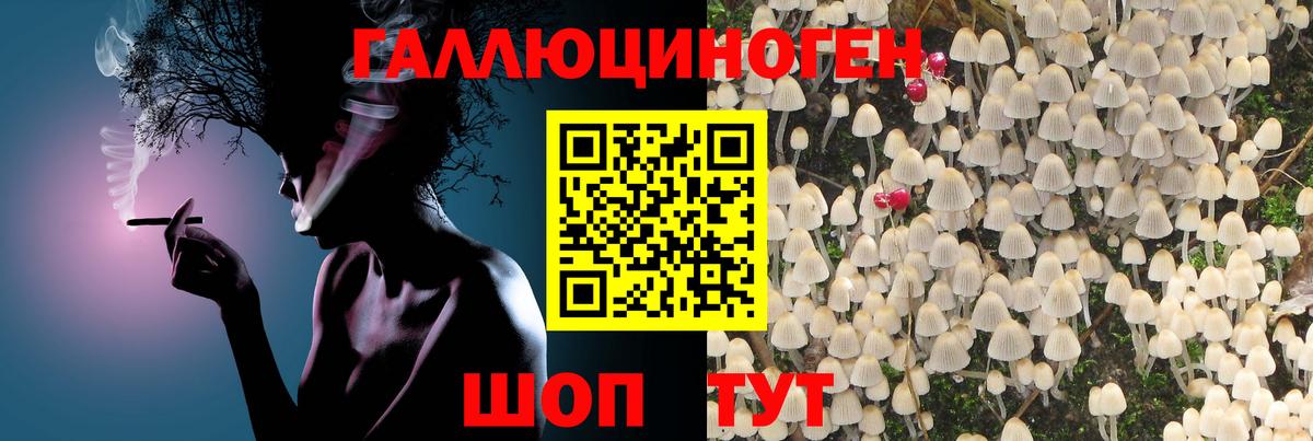 Галлюциногенные грибы Psilocybe Йошкар-Ола